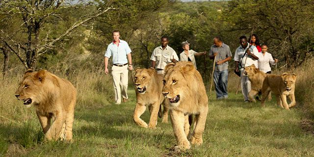 Ziplining lions walking animal park 1 day package (6)